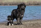 DOGUE DU TIBET 143